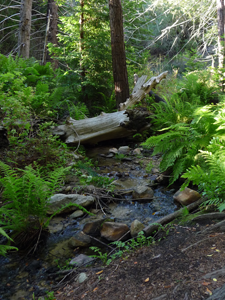 Redwood stream in Garrapata State Park