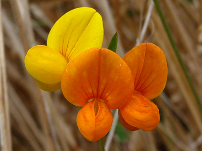 Greenwood State Beach flowers