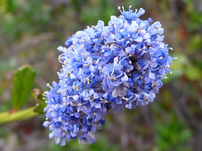 Greenwood State Beach flowers