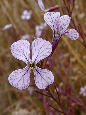 Greenwood State Beach flowers