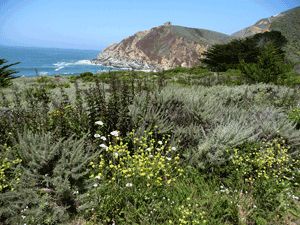 The bluffs at Gray Whale Cove State Beach