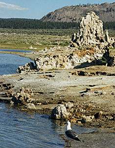 Gull at Mono Lake Tufa State Natural Reserve