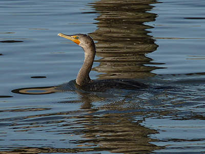 Cormorant at Moss Landing State Beach