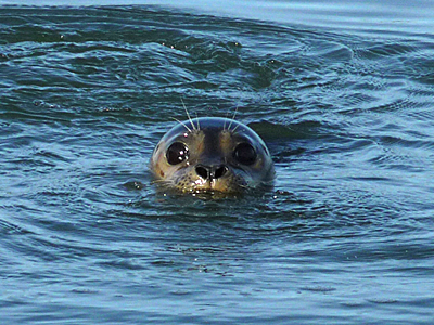 Harbor Seal at Moss Landing State Beach