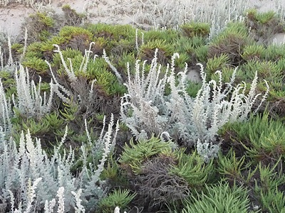 Dune vegetation at Moss Landing State Beach