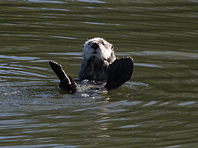 Sea Otter at Moss Landing State Beach