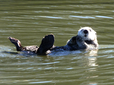 A sea otter relaxes at Moss Landing State Beach