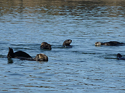 A raft of sea otters at Moss Landing State Beach