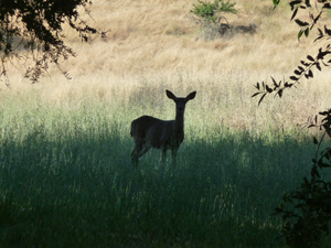 A deer in Olompali State Historic Park