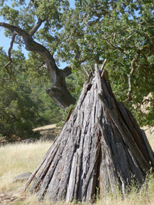 A Miwok Kotcha dwelling in Olompali State Park