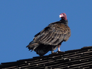 Turkey vulture in Olompali State Historic Park