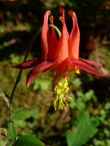 Columbine at Samuel P. Taylor State Park