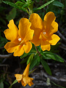 Monkey Flower at Samuel P. Taylor State Park