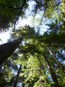 Redwood canopy Samuel P. Taylor State Park