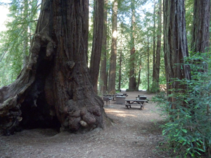 Samuel P. Taylor redwood picnic ground