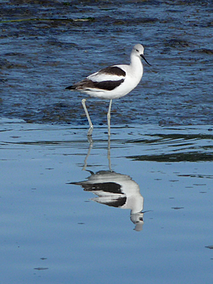 American Avocet