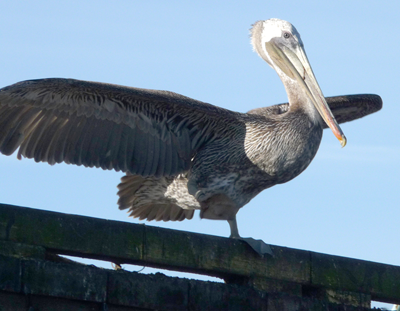 Brown Pelican