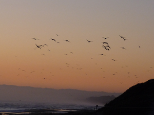 Pelicans flying at Zmudowski State Beach