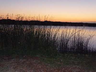 Sunset Reeds at Zmudowski State Beach