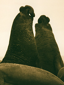 Two Male Elephant Seals Fighting