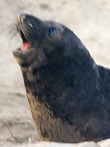 Female Elephant Seal Calling Her Pup