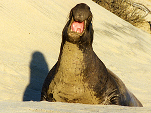 Male Elephant Seal Calling