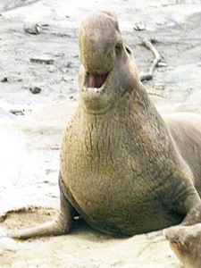 Elephant Seal Calling
