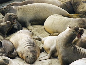 Elephant Seal Harem