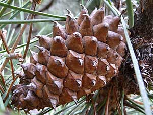 A closed bishop pine cone