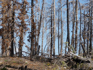 A burned forest in Bryce Canyon National Park