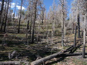 A burned forest in Bryce Canyon National Park