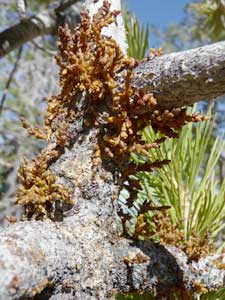 A burned forest in Bryce Canyon National Park