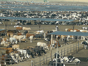 a California feed lot