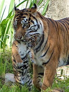 Mom and Baby at San Francisco Zoo