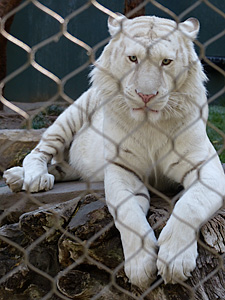 White Tiger at Secret Garden and Dolphin Habitat