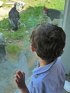 Boy watching California Condors at San Diego Zoo