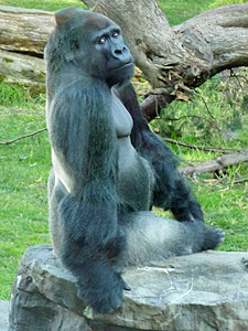 Gorilla at the San Francisco Zoo