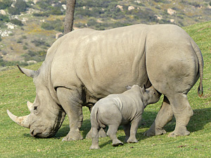 Nursing White Rhino 