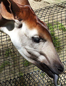 Okapi at San Diego Zoo