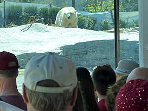 Crowd watching a polar bear at the zoo