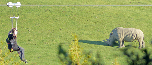 a visitor on a zip line at the San Diego Safari Park