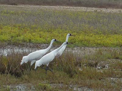 Blurred Whooping Crane Picture
