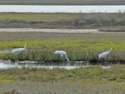 Blurred Whooping Crane Picture