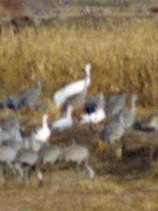 Whooping Cranes with Sandhill Cranes