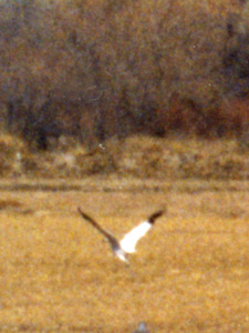 Whooping Crane in New Mexico