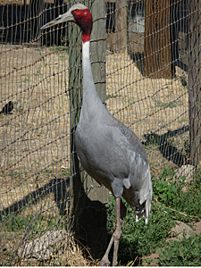 Fenced Sarus Crane