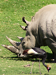 Black Crowned Crane and Rhino
