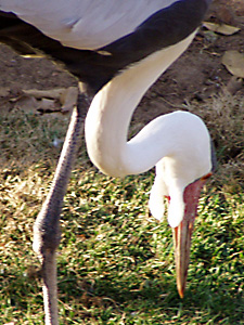Wattled Crane Profile Picture