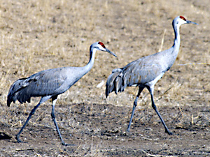 Two Sandhill Cranes