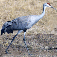 Sand Hill Cranes Flying in New Mexico